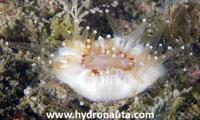 Caryophyllia smithii